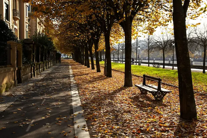 Paseo árbol de Gernika en el barrio de amara