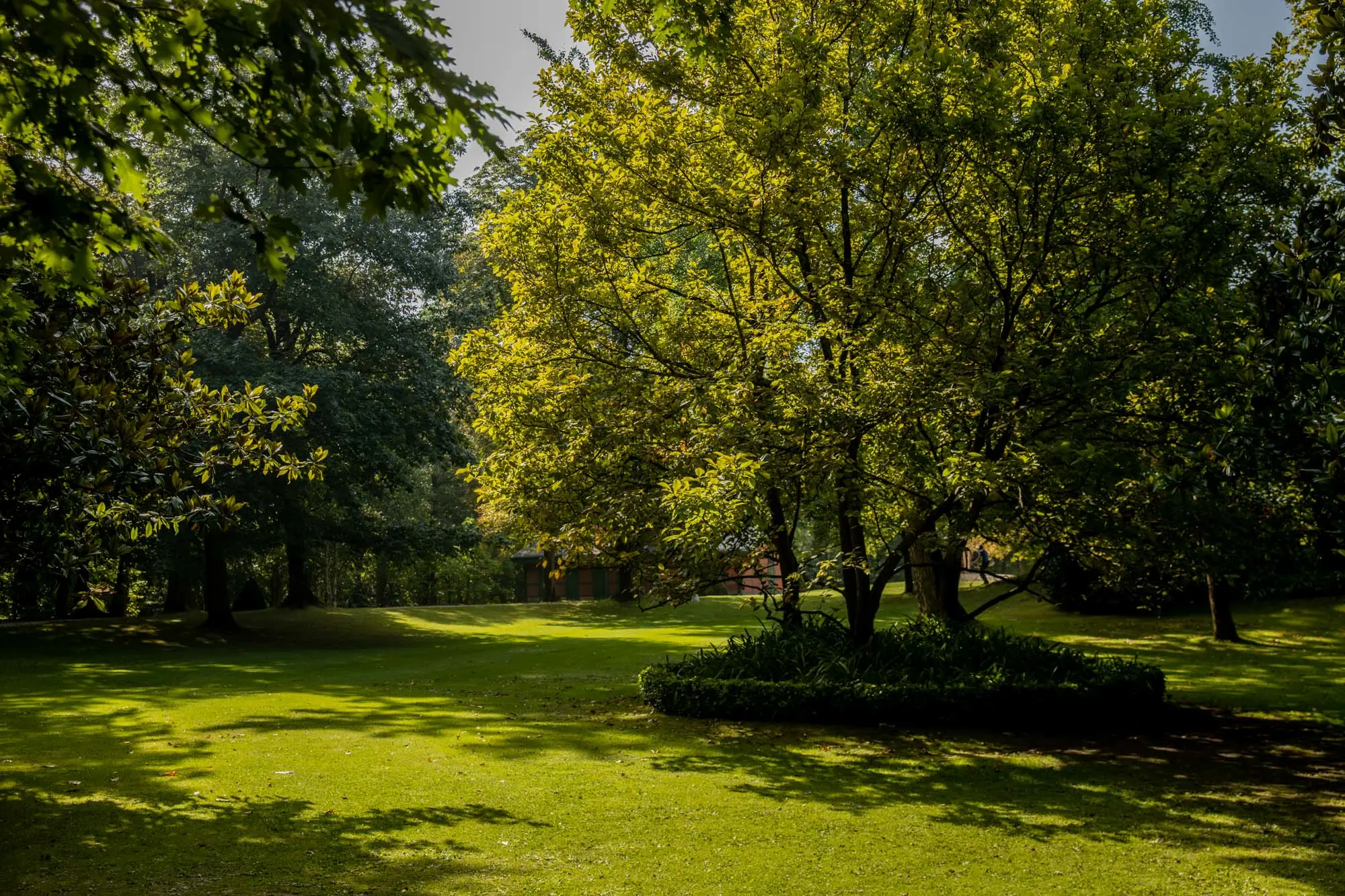 Parque de Aiete en un día soleado, con abundantes árboles y uno destacado en el centro de la imagen.