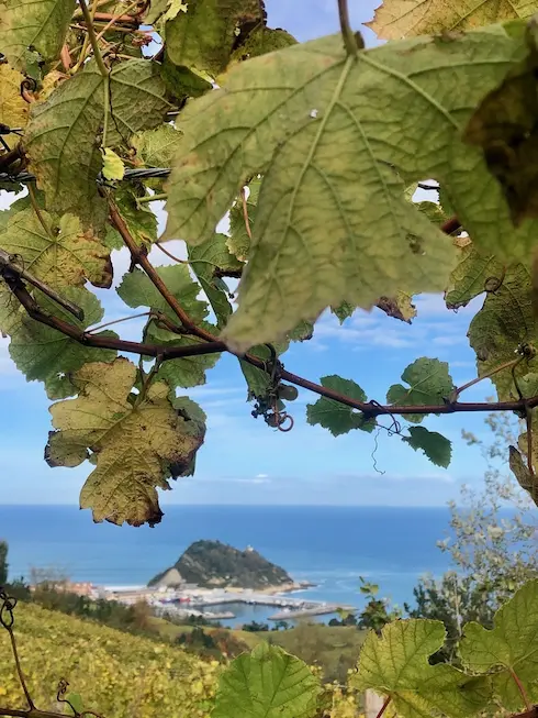 Ramas de uvas de txakoli enmarcando el paisaje
