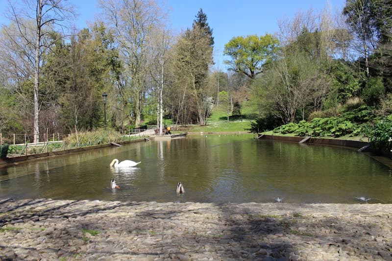En el estanque de Cristina Enea habitan patos, cisnes y pavos reales