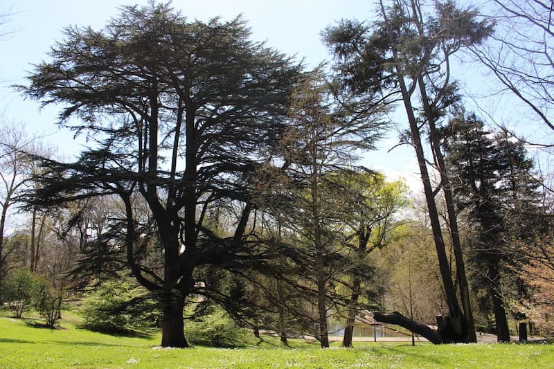 En estos amplios jardines podemos encontrar árboles de extraordinario porte y belleza, procedentes de los cinco continentes