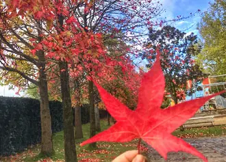 Disfrutar de los parques y la naturaleza