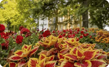 Flores en los jardines del Parque de Aiete