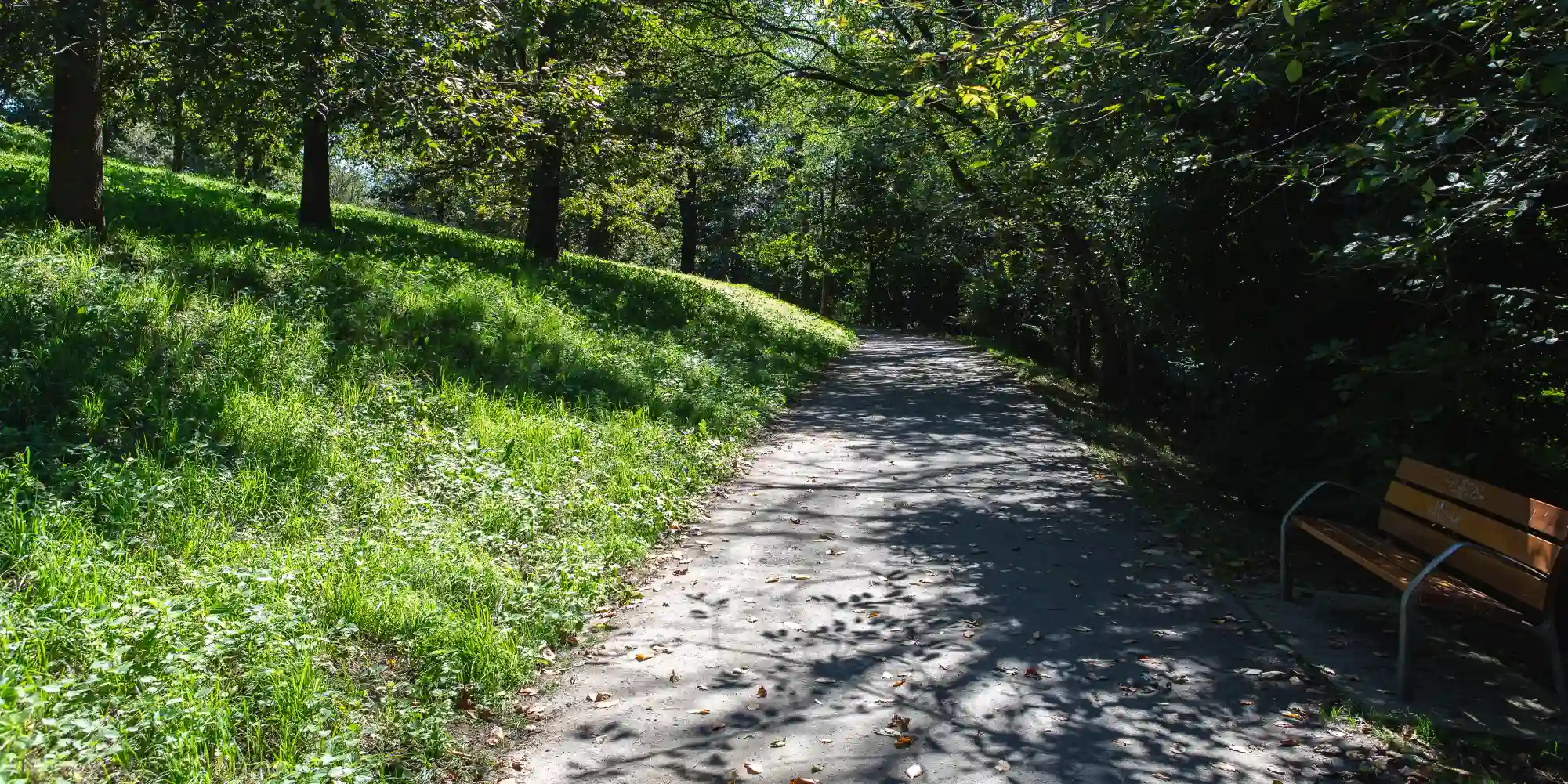 Zolatutako bide bat leunki okertzen da parke berde eta zuhaitzez beteriko batean zehar. Eguzki-argia zuhaitzen adaburuen artetik iragazten da, bidean argi eta itzal orbanak sortuz, hostoz beteta dagoena. Bidearen ezkerrean, belar altu eta berdez estalitako muino bat dago. Eskuinean, bideak zuhaitz gehiago dituen eremu trinkoago bat mugatzen du eta egurrezko eta metalezko parkeko banku baten atzealdea ikusten da.