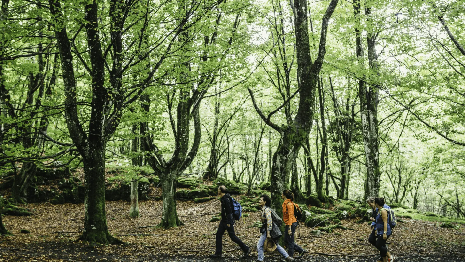 Grupo haciendo trekking entre árboles