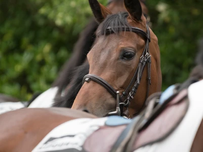 Equestrian